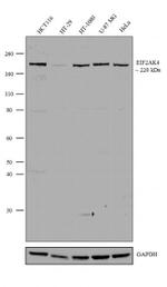 GCN2 Antibody