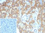 TRPC6/Transient Receptor Potential Cation Channel Subfamily C Member 6 Antibody in Immunohistochemistry (Paraffin) (IHC (P))