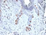 Tyrosinase Antibody in Immunohistochemistry (Paraffin) (IHC (P))