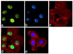 HP1 alpha Antibody in Immunocytochemistry (ICC/IF)