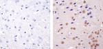 HP1 alpha Antibody in Immunohistochemistry (Paraffin) (IHC (P))