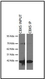 HP1 alpha Antibody in Immunoprecipitation (IP)