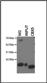 HP1 alpha Antibody in Immunoprecipitation (IP)