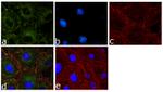 PRMT3 Antibody in Immunocytochemistry (ICC/IF)