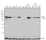 PRMT3 Antibody in Western Blot (WB)