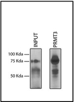 PRMT3 Antibody in Immunoprecipitation (IP)