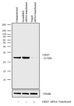 HP1 alpha Antibody