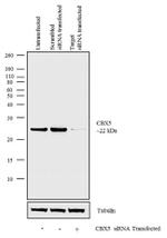 HP1 alpha Antibody in Western Blot (WB)