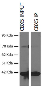 HP1 alpha Antibody in Immunoprecipitation (IP)