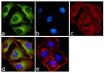 PRMT5 Antibody in Immunocytochemistry (ICC/IF)