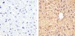 PRMT5 Antibody in Immunohistochemistry (Paraffin) (IHC (P))