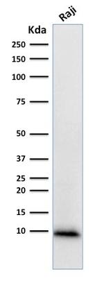 Ubiquitin Antibody in Western Blot (WB)