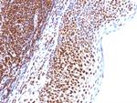 SUMO-1 Antibody in Immunohistochemistry (Paraffin) (IHC (P))