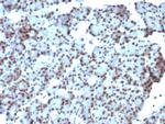 SUMO-1 Antibody in Immunohistochemistry (Paraffin) (IHC (P))