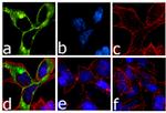 DYKDDDDK Tag Antibody in Immunocytochemistry (ICC/IF)