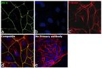 ZO-1 Antibody in Immunocytochemistry (ICC/IF)