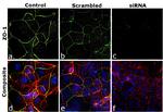 ZO-1 Antibody in Immunocytochemistry (ICC/IF)