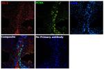 ZO-1 Antibody in Immunohistochemistry (Paraffin) (IHC (P))