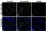 ZO-1 Antibody in Immunocytochemistry (ICC/IF)