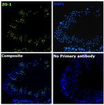 ZO-1 Antibody in Immunohistochemistry (Paraffin) (IHC (P))