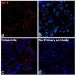 ZO-1 Antibody in Immunocytochemistry (ICC/IF)