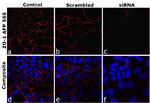 ZO-1 Antibody in Immunocytochemistry (ICC/IF)