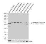 mCherry Antibody in Western Blot (WB)