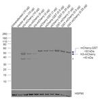 mCherry Antibody