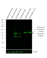 mCherry Antibody in Western Blot (WB)