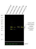 mCherry Antibody in Western Blot (WB)