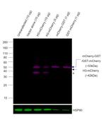 mCherry Antibody in Western Blot (WB)