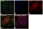 MDM2 Antibody in Immunocytochemistry (ICC/IF)