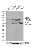 MDM2 Antibody in Western Blot (WB)