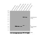 HA Tag Antibody in Western Blot (WB)