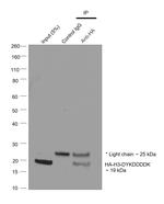 HA Tag Antibody in Immunoprecipitation (IP)