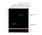 HA Tag Antibody in Western Blot (WB)