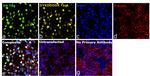 HA Tag Antibody in Immunocytochemistry (ICC/IF)