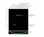 HA Tag Antibody in Western Blot (WB)