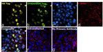 HA Tag Antibody in Immunocytochemistry (ICC/IF)