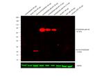 HA Tag Antibody in Western Blot (WB)