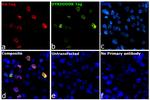 HA Tag Antibody in Immunocytochemistry (ICC/IF)