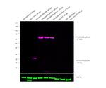 HA Tag Antibody in Western Blot (WB)