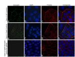 Occludin Antibody in Immunocytochemistry (ICC/IF)