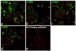 Occludin Antibody in Immunocytochemistry (ICC/IF)