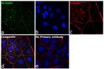 Occludin Antibody in Immunocytochemistry (ICC/IF)