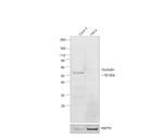 Occludin Antibody in Western Blot (WB)