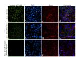 Occludin Antibody