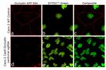 Occludin Antibody