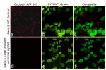 Occludin Antibody