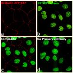 Occludin Antibody in Immunocytochemistry (ICC/IF)